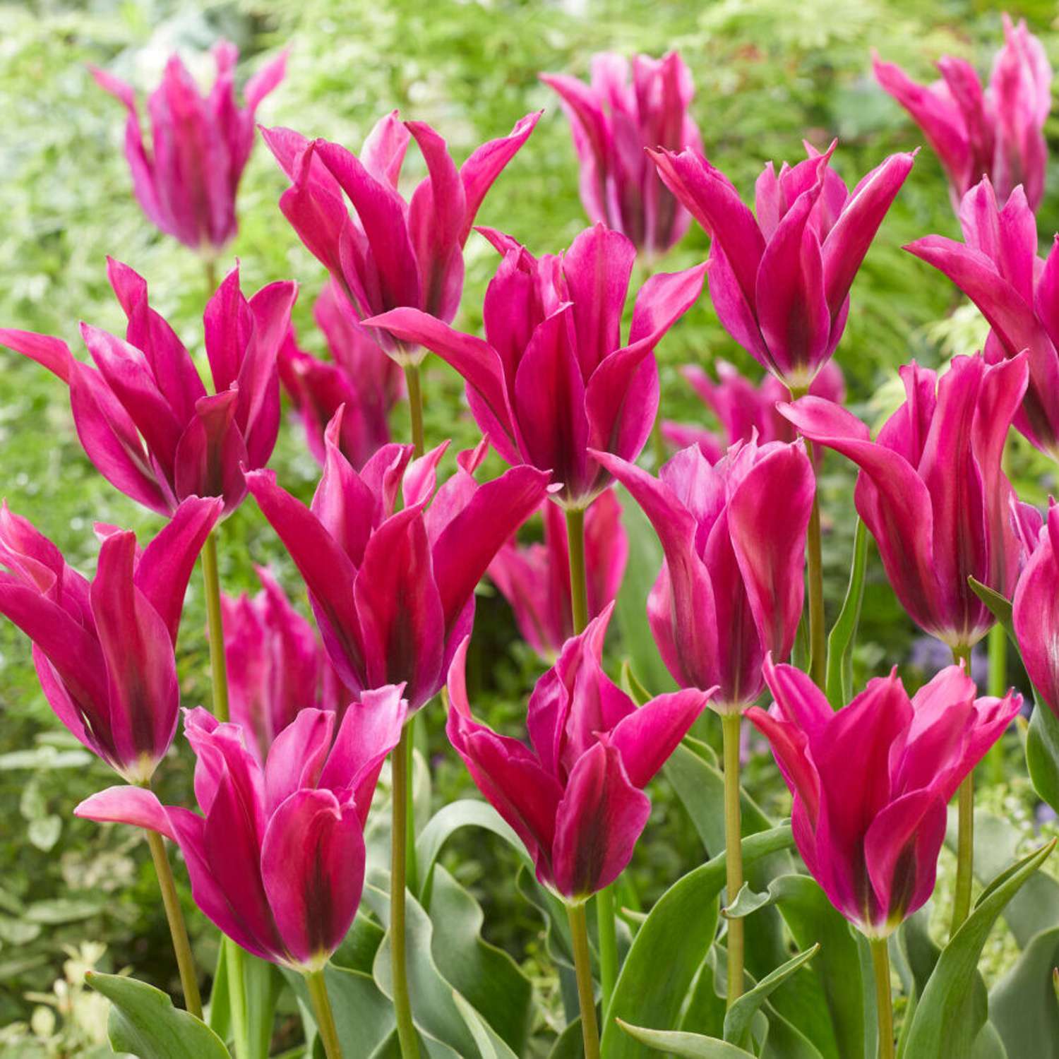 Tulpe 'Purple Doll'